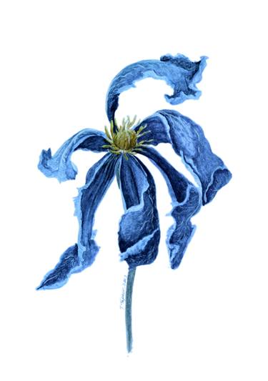 "A blue lily" thumb