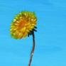Dandelion painting