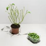 Stevia by Olivier Meriel