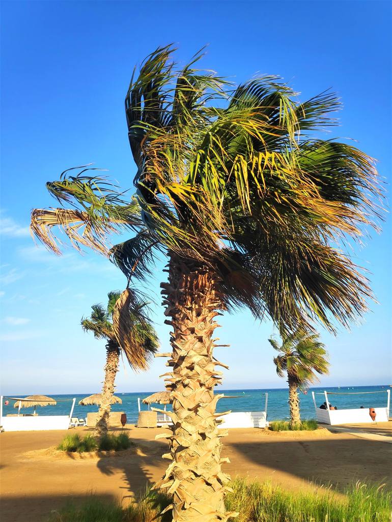 Palms at the beach, sea view - Print
