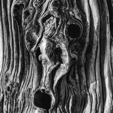 Original Abstract Tree Photography by Pascal Nivelet