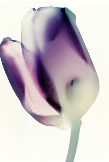 Original Figurative Botanic Photography by Bernhard Schmidt