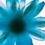 Garden Blossom #2 by Bernhard Schmidt