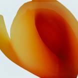 Magnolia #1 by Bernhard Schmidt