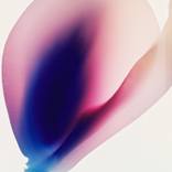 Magnolia #3 by Bernhard Schmidt