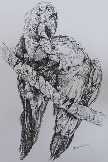 Print of Animal Drawings by David Mlinaric