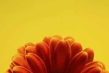 Print of Minimalism Floral Photography by Rob Shiels