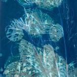 Peacock feathers II by Stefan Kamenov