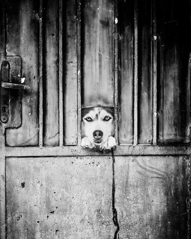 Original Photorealism Animal Photography by Stefan Kamenov