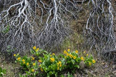 Print of Botanic Photography by Tamara Enz