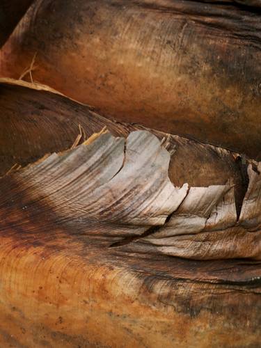 Saatchi Art Artist Ron Colbroth; Photography, “Paper Bark Tree - Limited Edition of 10” #art