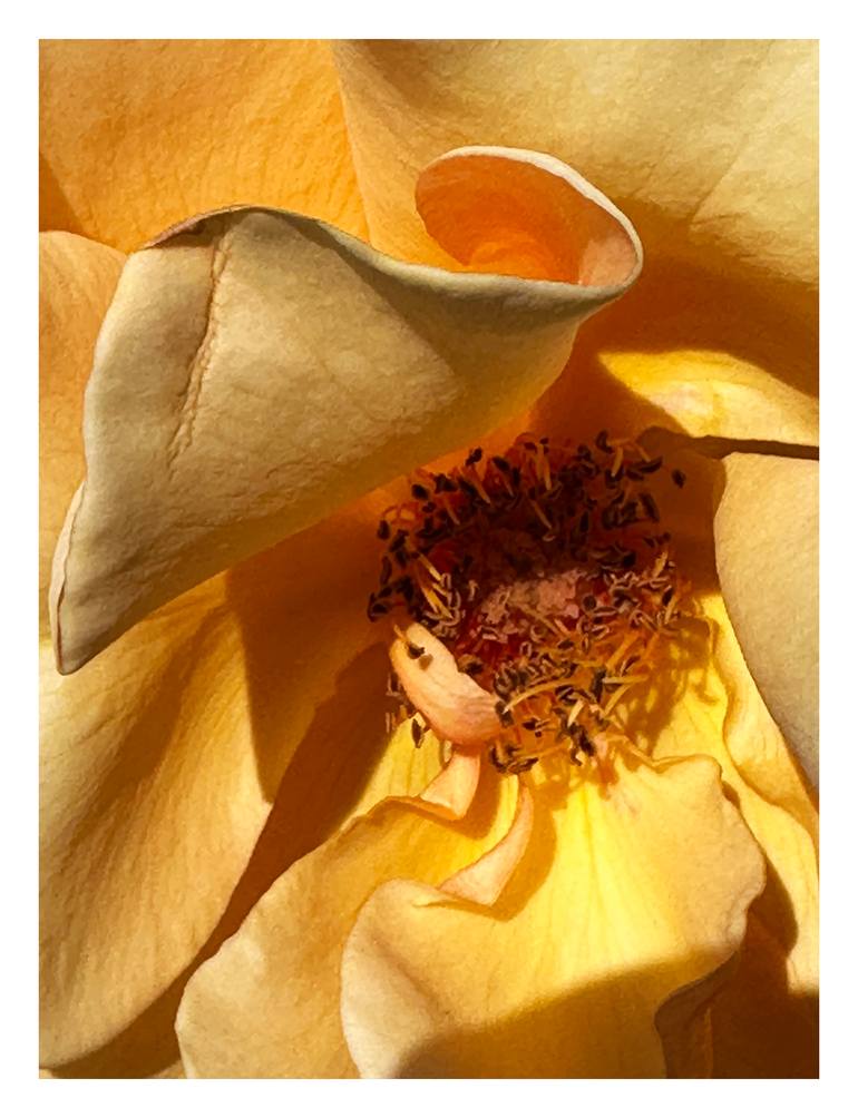 Original Minimalism Botanic Photography by Rozita S Fogelman