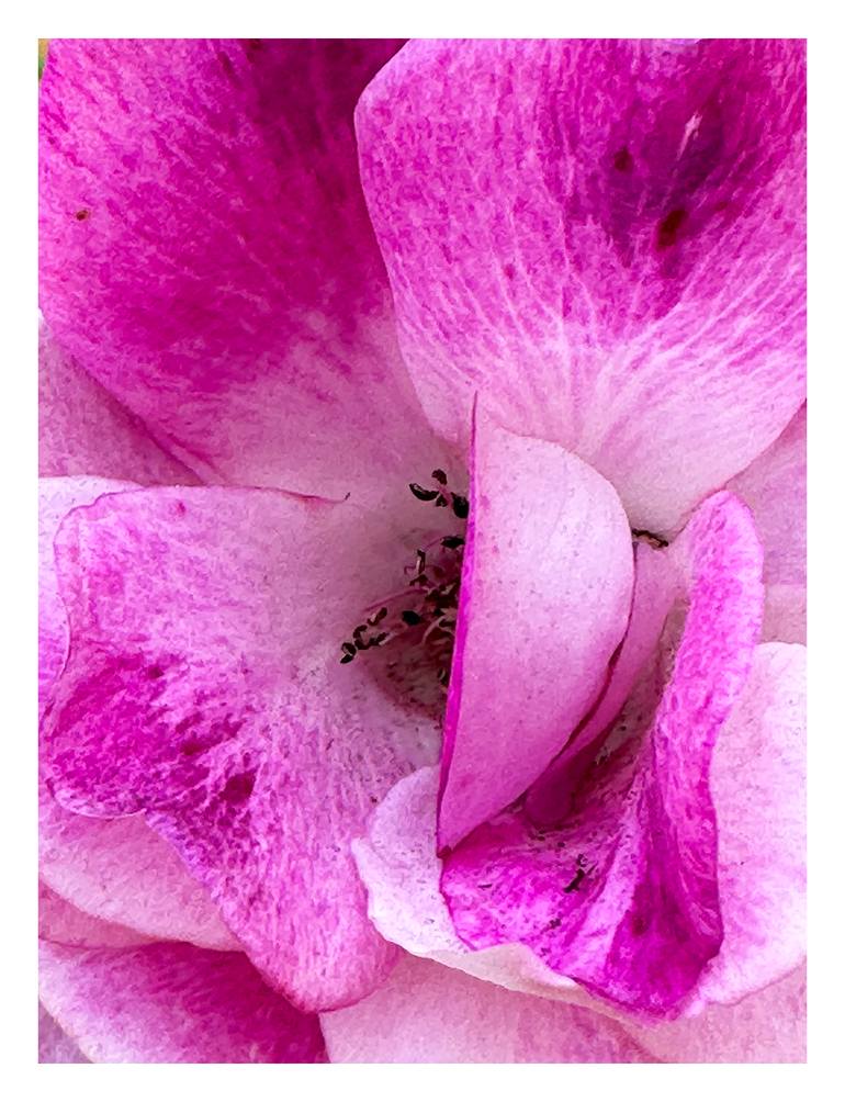 Original Minimalism Botanic Photography by Rozita S Fogelman
