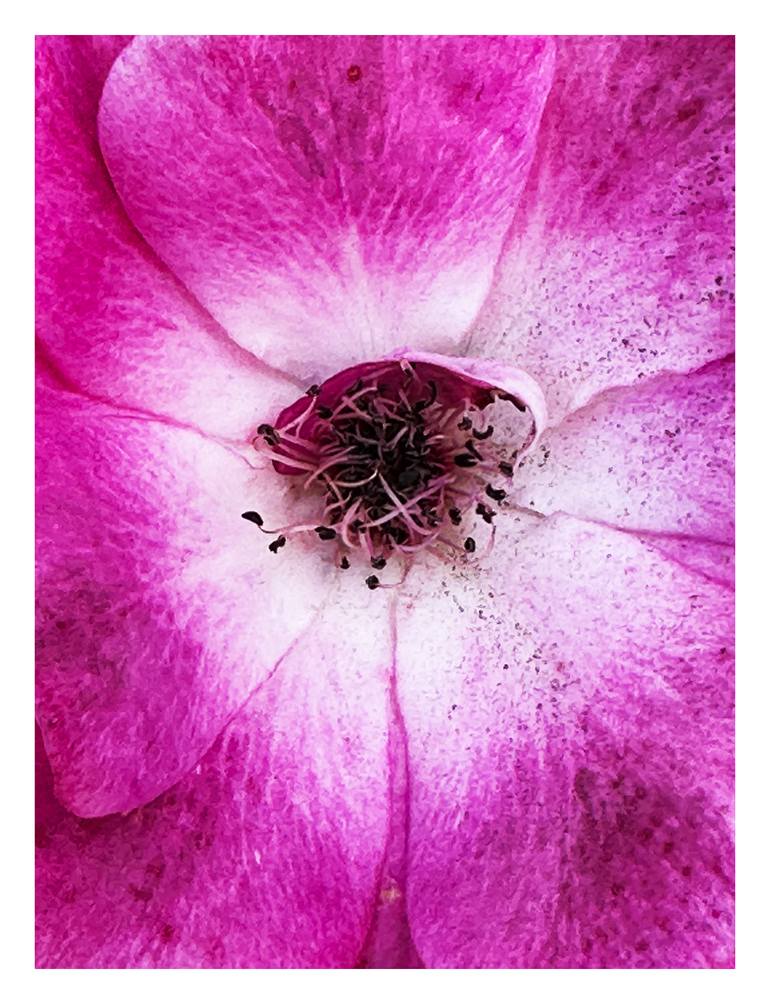 Original Minimalism Botanic Photography by Rozita S Fogelman