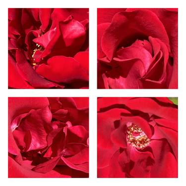 Original Botanic Photography by Rozita S Fogelman