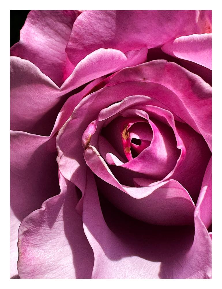 Original Abstract Botanic Photography by Rozita S Fogelman