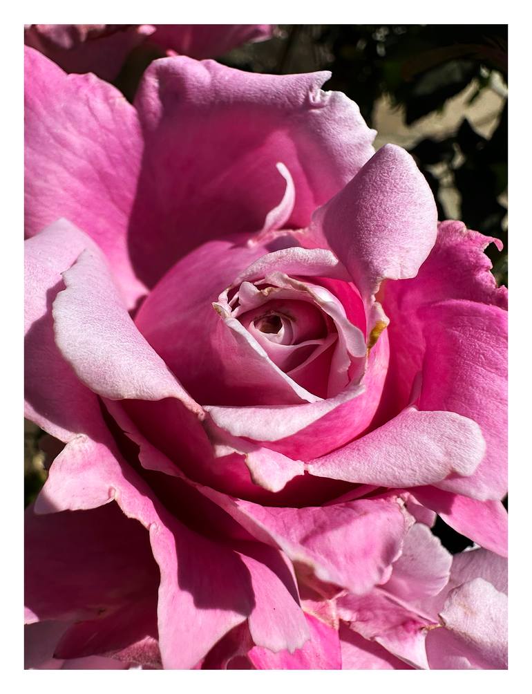 Original Abstract Botanic Photography by Rozita S Fogelman