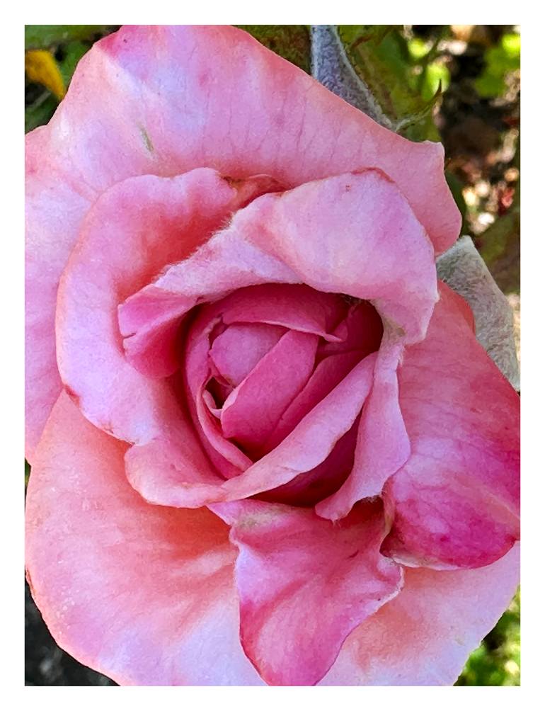 Original Abstract Botanic Photography by Rozita S Fogelman