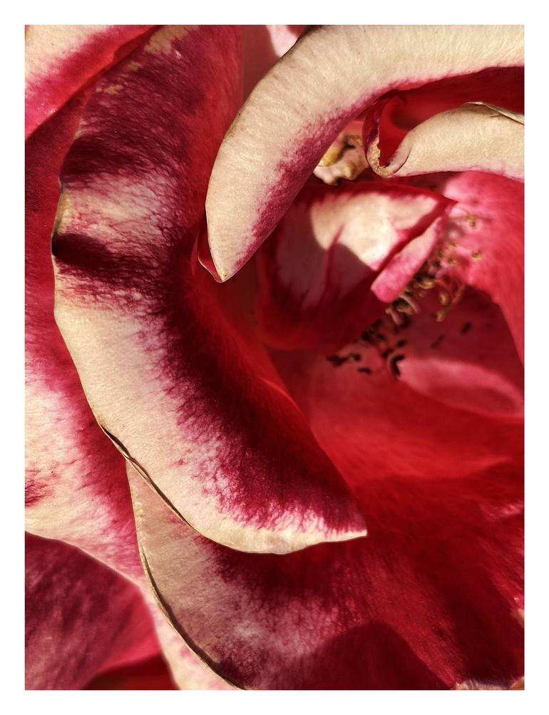 Original Abstract Botanic Photography by Rozita S Fogelman