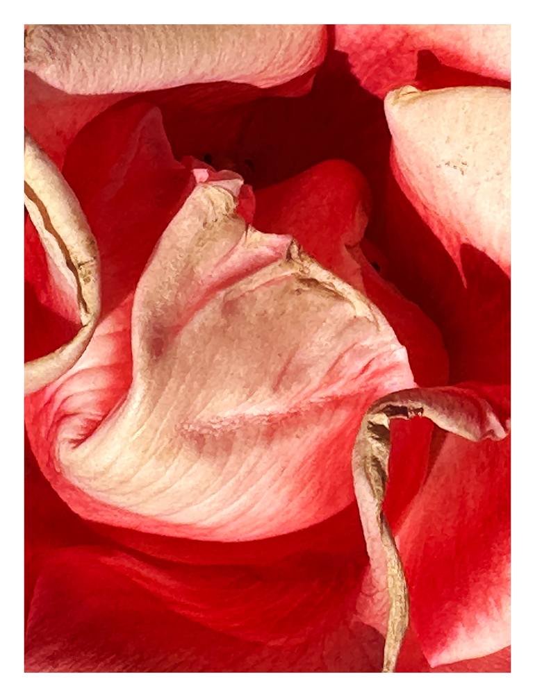 Original Abstract Botanic Photography by Rozita S Fogelman