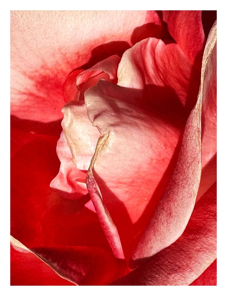 Original Abstract Botanic Photography by Rozita S Fogelman