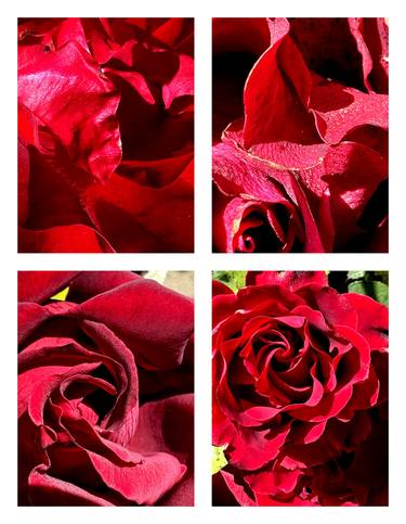 Original Botanic Photography by Rozita S Fogelman