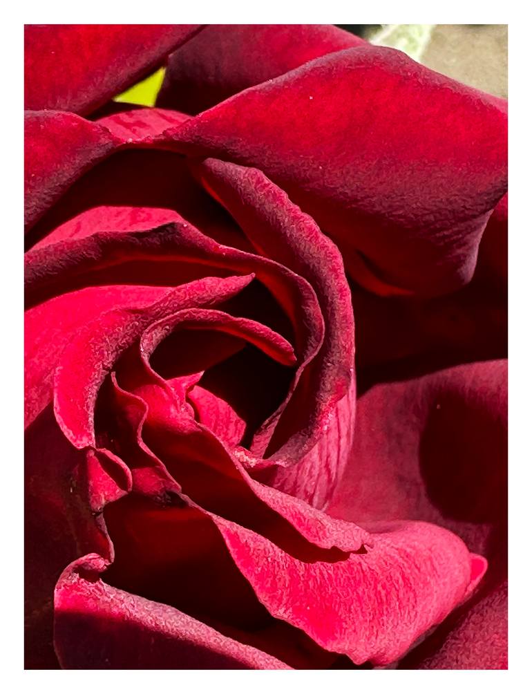 Original Abstract Botanic Photography by Rozita S Fogelman