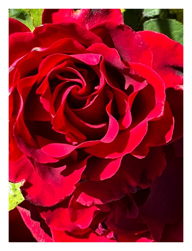 Original Abstract Botanic Photography by Rozita S Fogelman