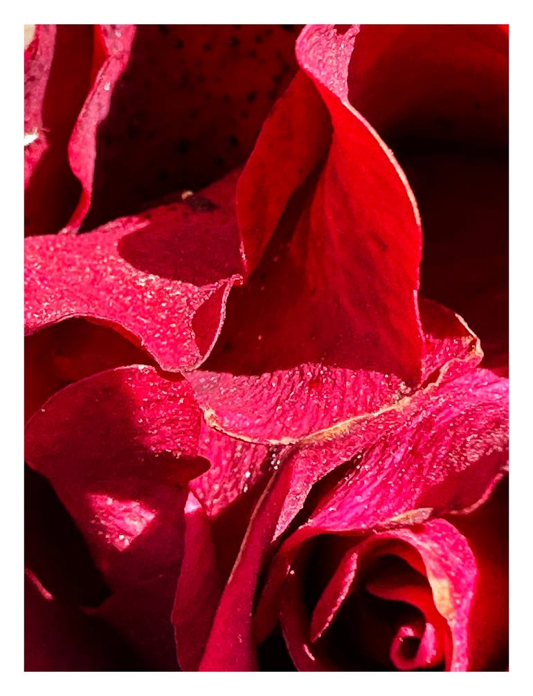 Original Abstract Botanic Photography by Rozita S Fogelman