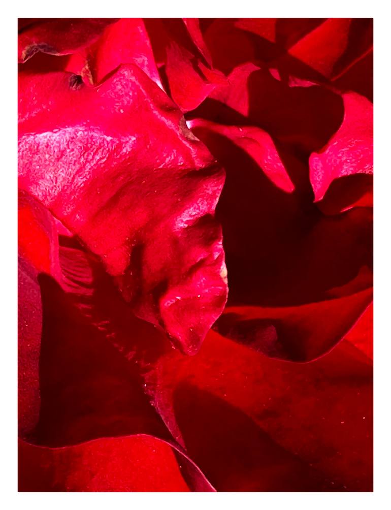 Original Abstract Botanic Photography by Rozita S Fogelman