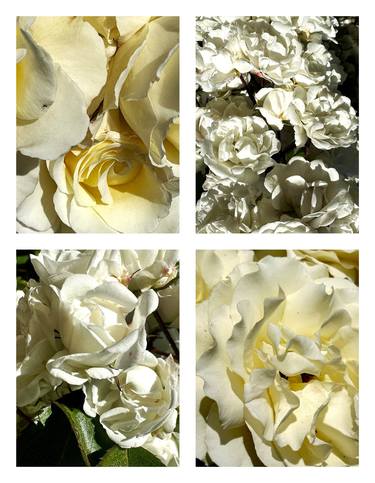 Original Botanic Photography by Rozita S Fogelman