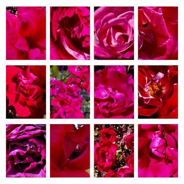 My Birthday Roses XVIII thumb