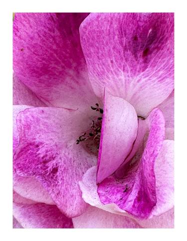 Original Botanic Photography by Rozita S Fogelman