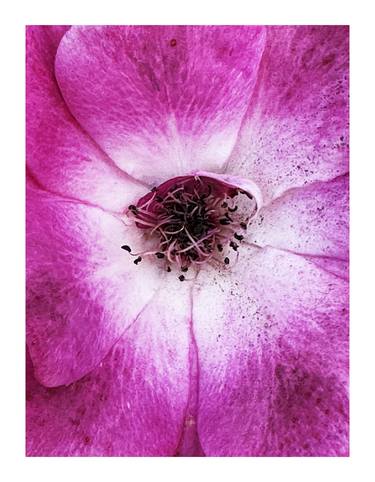 Original Botanic Photography by Rozita S Fogelman