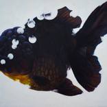 Black Goldfish : I Have 11 Brilliant Ideas by Sean Lean