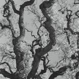 Collection Valley Oak Duotones