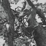 Collection Valley Oak Duotones