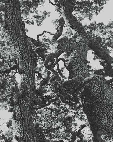 Print of Expressionism Tree Photography by James Woods Marshall