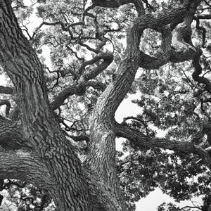 Collection Valley Oak Duotones