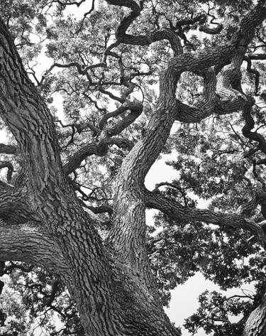 Print of Expressionism Tree Photography by James Woods Marshall