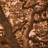 Collection Valley Oak Duotones
