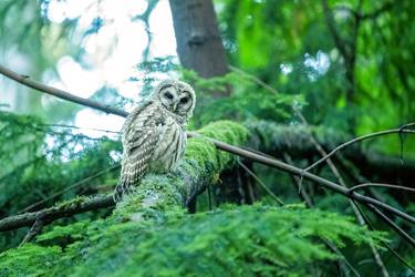 Original Documentary Animal Photography by Gavin Wynne