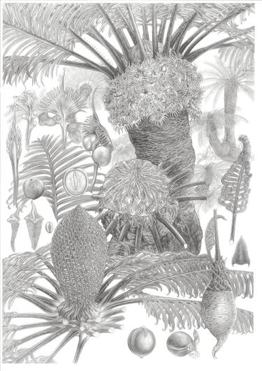 Print of Fine Art Botanic Drawings by Sansanee Deekrajang