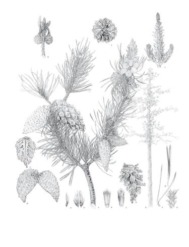 Print of Botanic Drawings by Sansanee Deekrajang