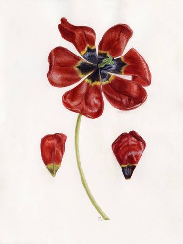 The red tulip gesneriana  - art print for home and office, watercolor flowers, botanical illustration print, deep red flowersllustration thumb