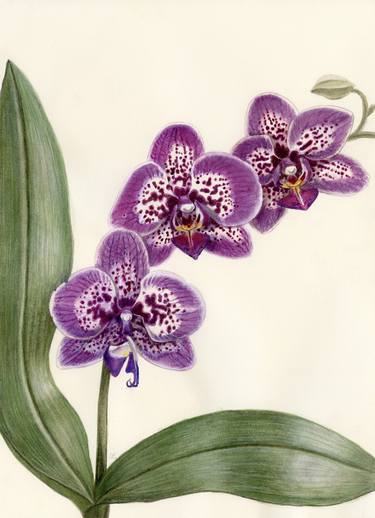 The grandma orchids - watercolor flowers, violet phalaenopsis hybrid., artprint for home and office thumb