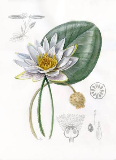 White water lily - watercolor botanical illustration print thumb