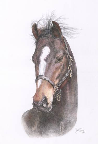 Brown horse portrait thumb