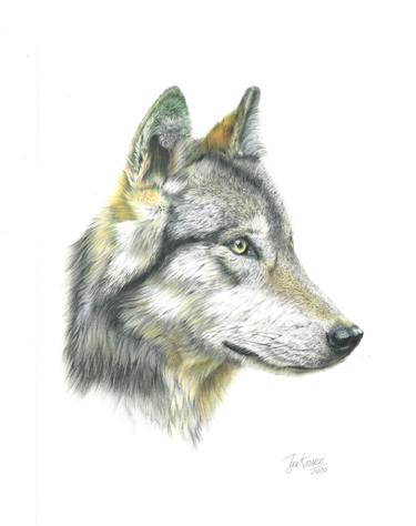wolf portrait thumb