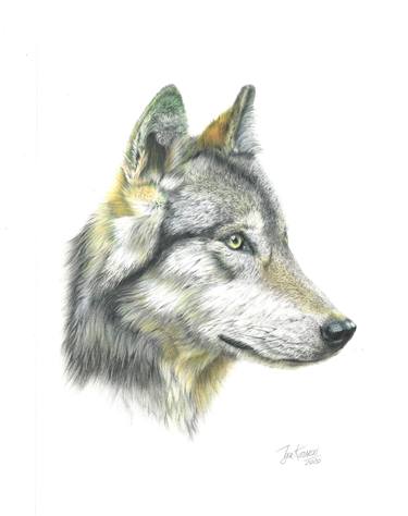 Print of Fine Art Animal Drawings by Igor Katliarski